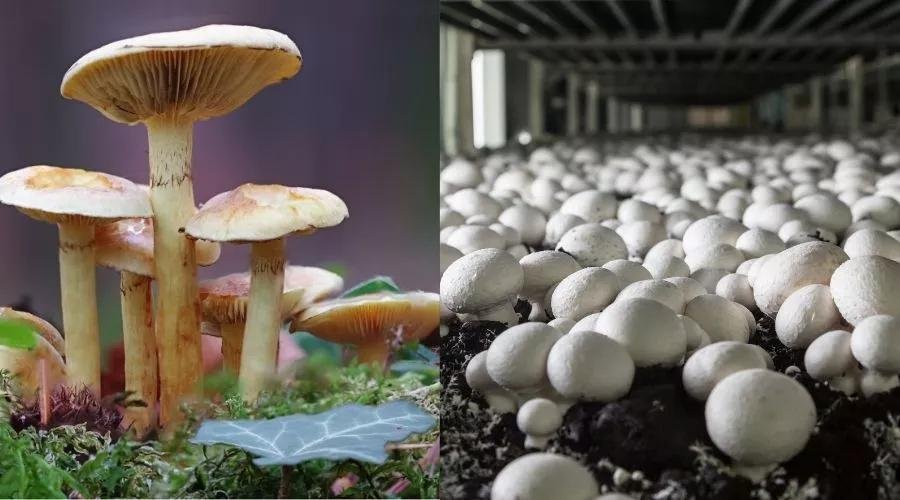 बारिश में उगने वाले कुकुरमुत्ते से मशरूम तक, कैसे बदली इसकी पहचान और खाने का अंदाज?